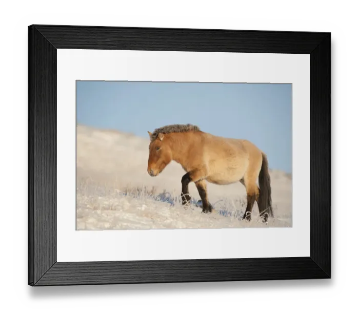 Framed Print : Przewalski horse (Equus ferus przewalski) Khustain Nuruu National Park, Mongolia Framed Print : Przewalski horse (Equus ferus przewalski) Khustain Nuruu National Park, Mongolia