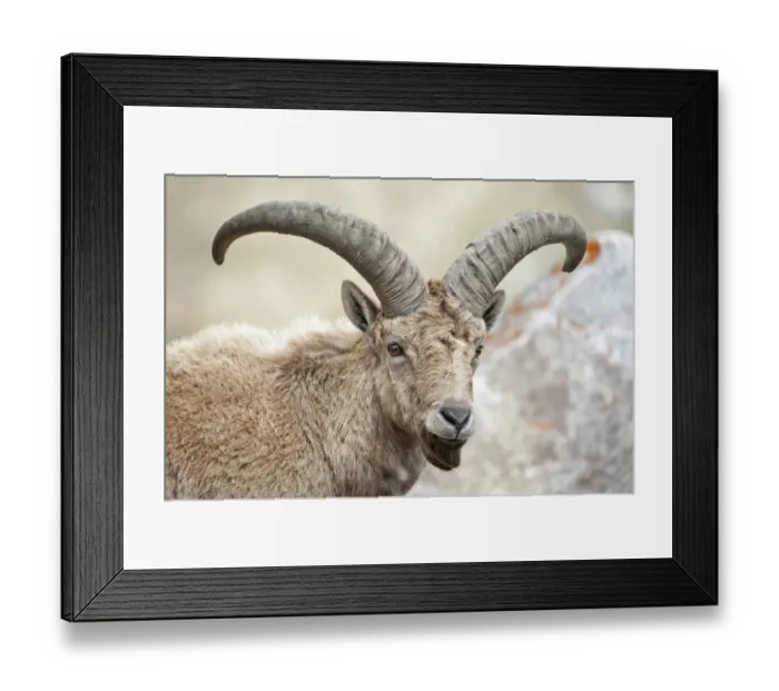 Framed Print : East Caucasian tur (Capra cylindricornis) portrait, Caucasus, Russia. May Framed Print : East Caucasian tur (Capra cylindricornis) portrait, Caucasus, Russia. May