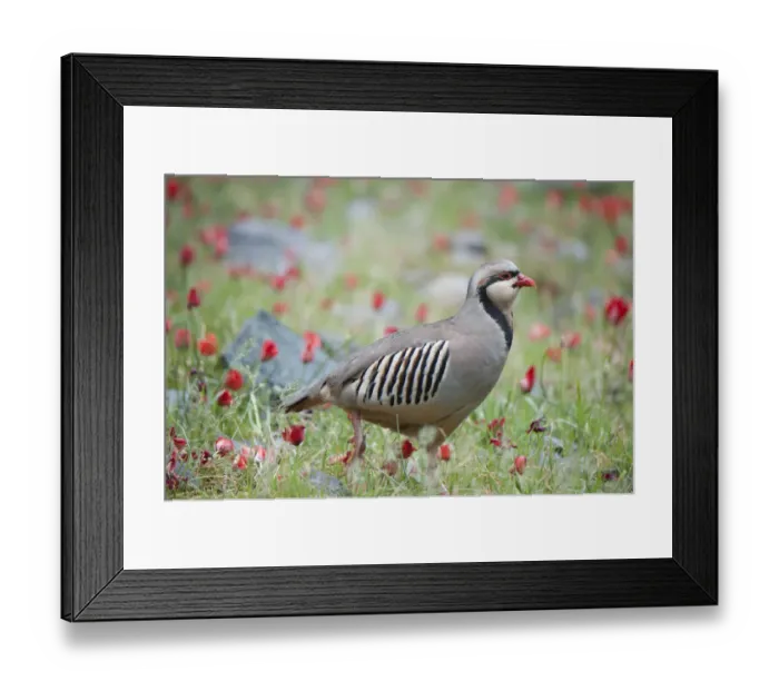 Framed Print : Chuckar partridge (Alectoris chukar) among red flowers, Pamyr, Tajikistan. April Framed Print : Chuckar partridge (Alectoris chukar) among red flowers, Pamyr, Tajikistan. April
