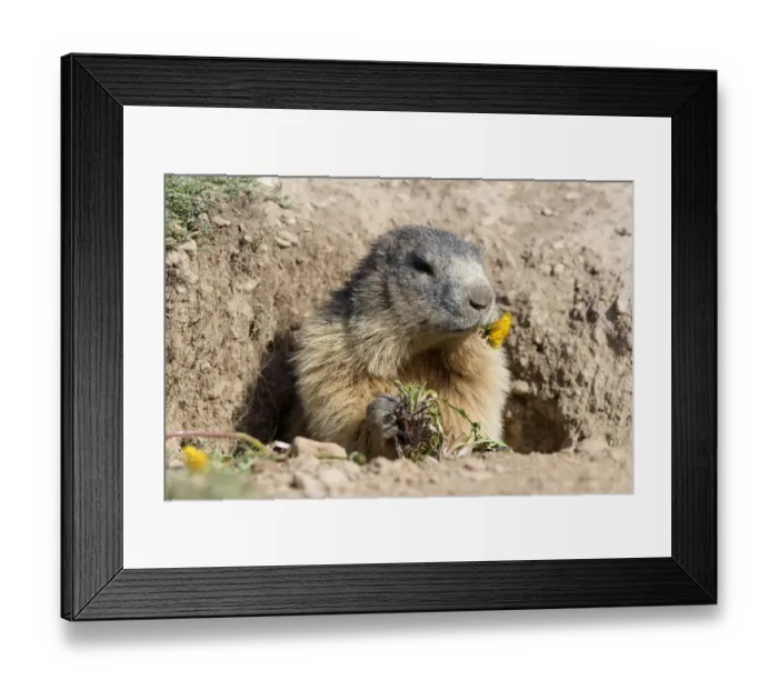Framed Print : Alpine Marmot (Marmota marmota) eating Dandelion, Alpes de Hautes Provence, France Framed Print : Alpine Marmot (Marmota marmota) eating Dandelion, Alpes de Hautes Provence, France