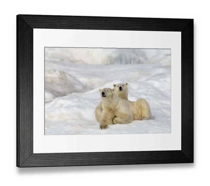 Framed Print : Polar bear (Ursus maritimus) adult female with young age one year and a half. Wrangel island Framed Print : Polar bear (Ursus maritimus) adult female with young age one year and a half. Wrangel island