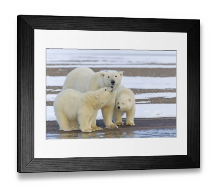 Framed Print : Polar bear (Ursus maritimus), female with two cubs, on a barrier island outside Kaktovik Framed Print : Polar bear (Ursus maritimus), female with two cubs, on a barrier island outside Kaktovik