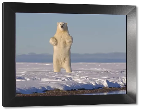 Polar bears (Ursus maritimus) standing up on hind legs, barrier island outside Kaktovik
