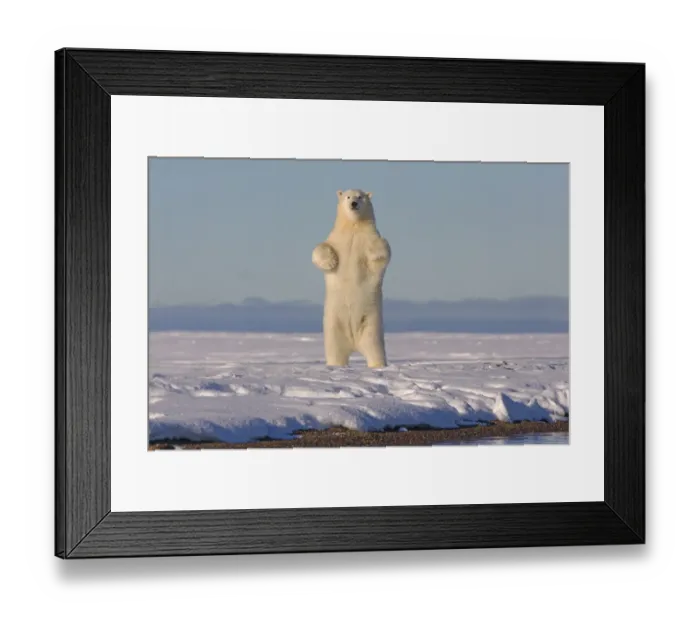 Framed Print : Polar bears (Ursus maritimus) standing up on hind legs, barrier island outside Kaktovik Framed Print : Polar bears (Ursus maritimus) standing up on hind legs, barrier island outside Kaktovik