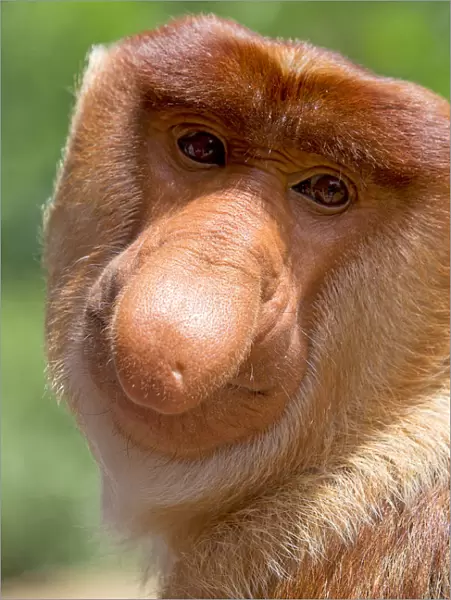 Proboscis monkey (Nasalis larvatus) male, Sabah, Borneo