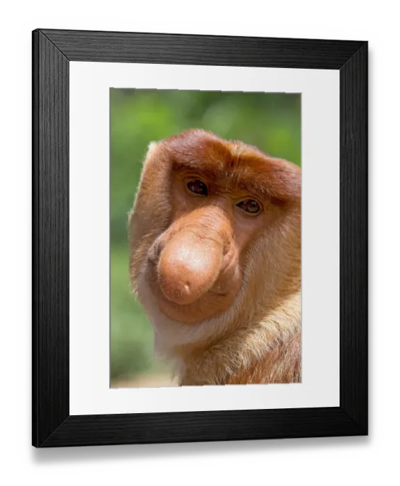Framed Print : Proboscis monkey (Nasalis larvatus) male, Sabah, Borneo Framed Print : Proboscis monkey (Nasalis larvatus) male, Sabah, Borneo