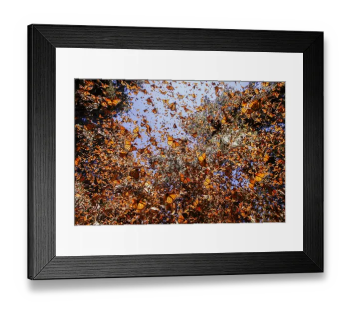Framed Print : Monarch butterfly (Danaus plexippus), in wintering from November to March in Oyamel pine forests Framed Print : Monarch butterfly (Danaus plexippus), in wintering from November to March in Oyamel pine forests