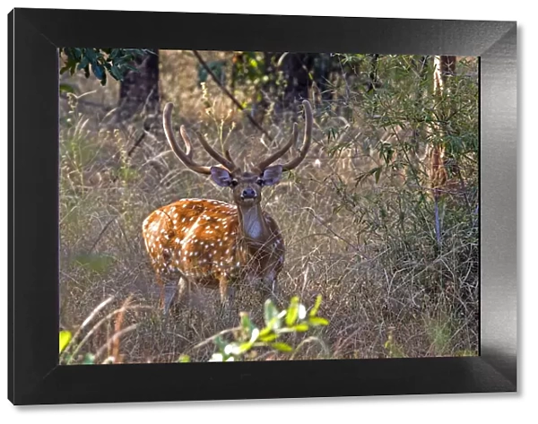 Chital deerl (Axis axis ), male with large antlers, Bandhavgarh National Park, Bandhavgarh
