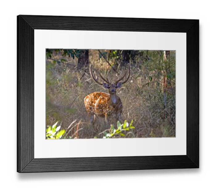 Framed Print : Chital deerl (Axis axis ), male with large antlers, Bandhavgarh National Park, Bandhavgarh Framed Print : Chital deerl (Axis axis ), male with large antlers, Bandhavgarh National Park, Bandhavgarh