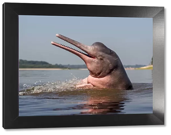 Amazon river dolphin (Inia geoffrensis) Rio Negro, Amazonas, Brazil