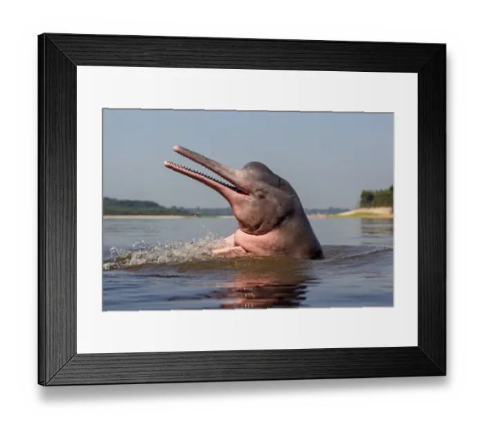 Framed Print : Amazon river dolphin (Inia geoffrensis) Rio Negro, Amazonas, Brazil