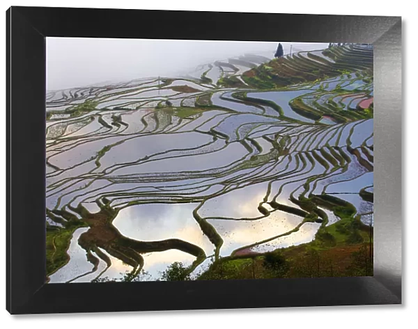 Rice terraces at sunrise, near Duoyishu village, Yunnan Province, China