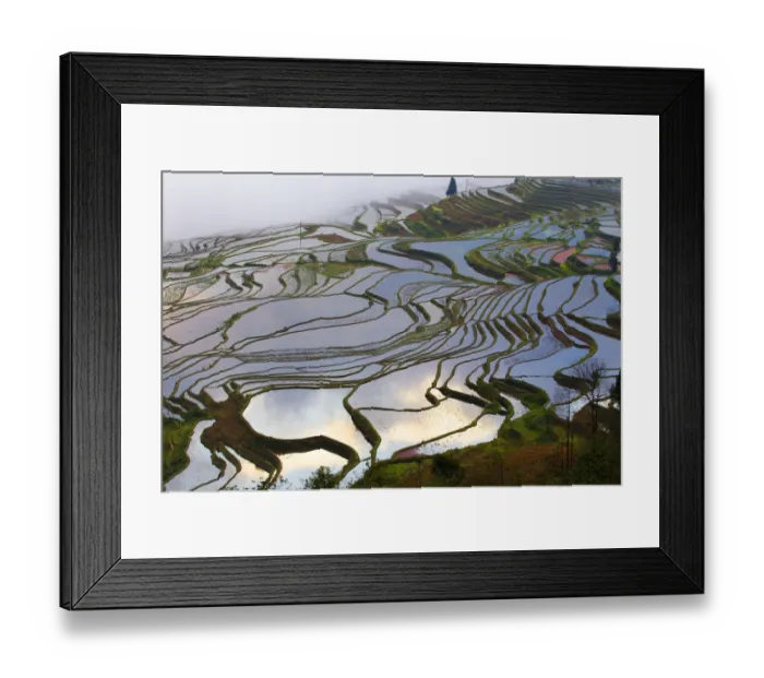 Framed Print : Rice terraces at sunrise, near Duoyishu village, Yunnan Province, China Framed Print : Rice terraces at sunrise, near Duoyishu village, Yunnan Province, China