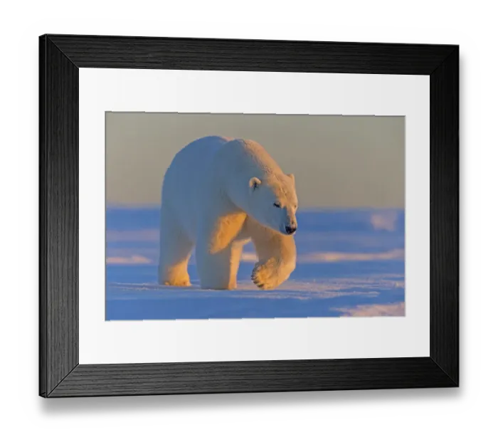 Framed Print : Polar bear (Ursus maritimus), adult male, outside Kaktovik, Alaska, USA Framed Print : Polar bear (Ursus maritimus), adult male, outside Kaktovik, Alaska, USA