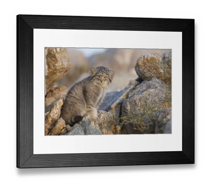 Framed Print : Pallas cat kittens (Otocolobus manul) Sukhe-Batar Aimag, South Gobi Desert, Mongolia Framed Print : Pallas cat kittens (Otocolobus manul) Sukhe-Batar Aimag, South Gobi Desert, Mongolia
