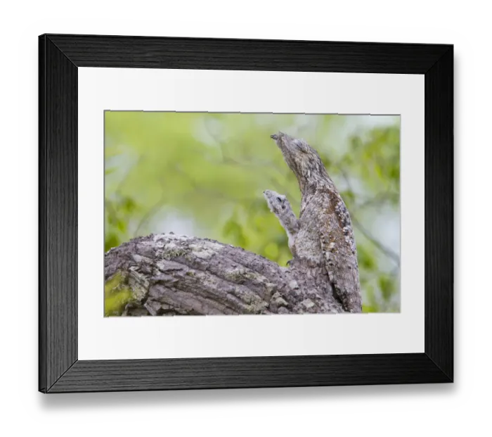Framed Print : Great potoo (Nyctibius grandis) female with young resting on a branch, Pantanal, Mato Grosso