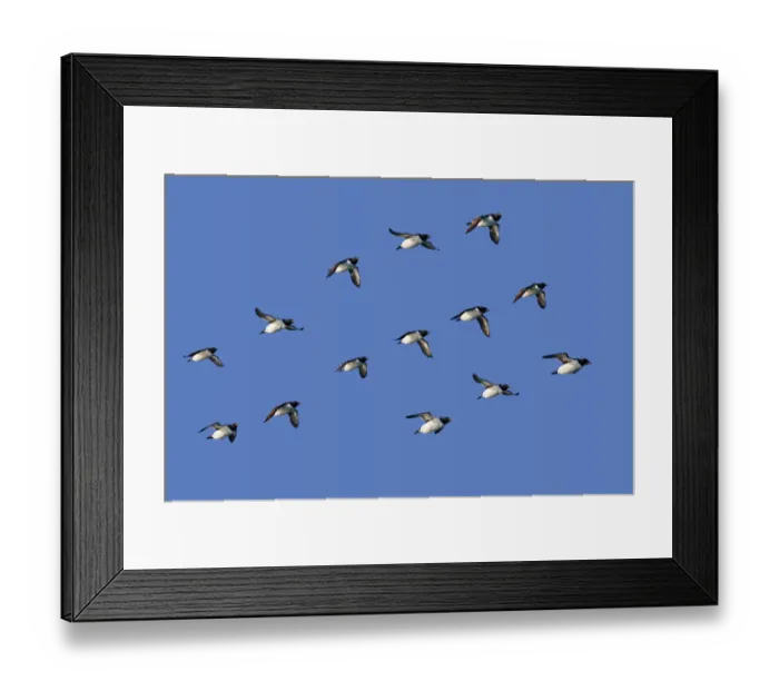 Framed Print : RF - Brunnichs guillemot (Uria lomvia) group flying in formation, Svalbard, Norway Framed Print : RF - Brunnichs guillemot (Uria lomvia) group flying in formation, Svalbard, Norway
