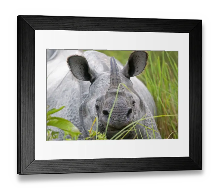 Framed Print : RF - Indian rhinoceros (Rhinoceros unicornis) Kaziranga National Park, Assam, India Framed Print : RF - Indian rhinoceros (Rhinoceros unicornis) Kaziranga National Park, Assam, India