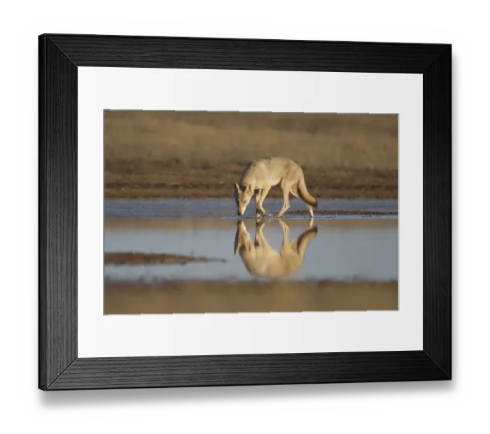 Framed Print : Grey wolf (Canis lupus) Astrakhan Steppe, Southern Russia Framed Print : Grey wolf (Canis lupus) Astrakhan Steppe, Southern Russia