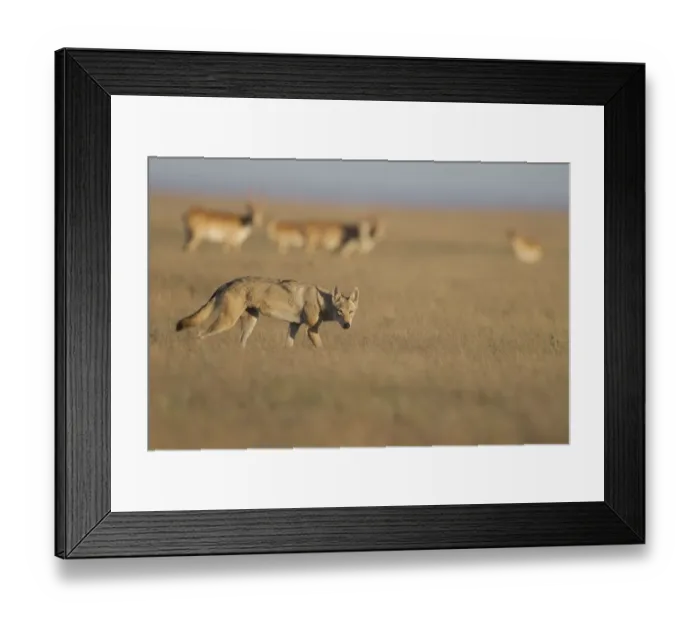 Framed Print : Grey wolf (Canis lupus) with Saiga antelope (Saiga tatarica) in the background Framed Print : Grey wolf (Canis lupus) with Saiga antelope (Saiga tatarica) in the background