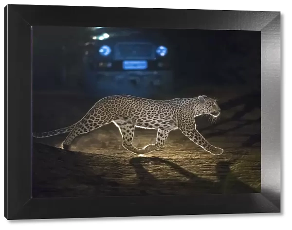 Leopard (Panthera pardus fusca), crossing road in front of vehicle at night, Rajasthan