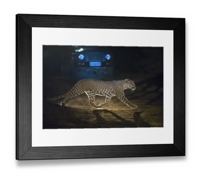 Framed Print : Leopard (Panthera pardus fusca), crossing road in front of vehicle at night, Rajasthan Framed Print : Leopard (Panthera pardus fusca), crossing road in front of vehicle at night, Rajasthan