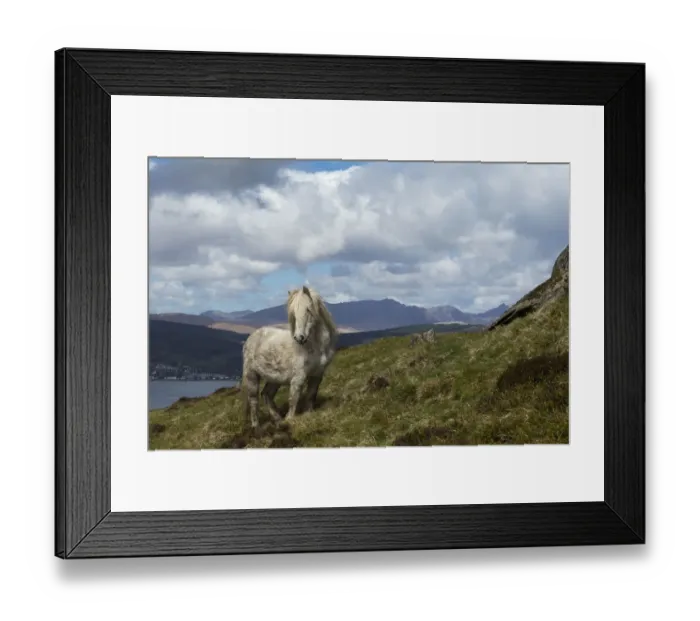 Framed Print : Wild rare Eriskay horse, stallion, standing alert on Holy Isle, Scotland, UK Framed Print : Wild rare Eriskay horse, stallion, standing alert on Holy Isle, Scotland, UK