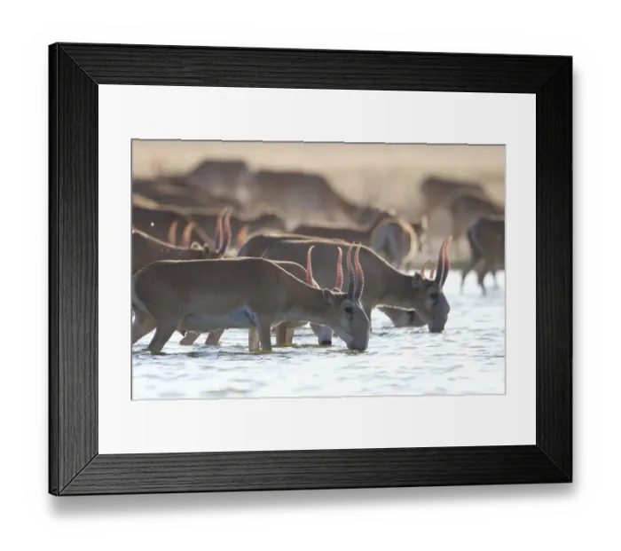 Framed Print : Saiga antelope (Saiga tatarica) males drinking Astrakhan Steppe, Southern Russia Framed Print : Saiga antelope (Saiga tatarica) males drinking Astrakhan Steppe, Southern Russia
