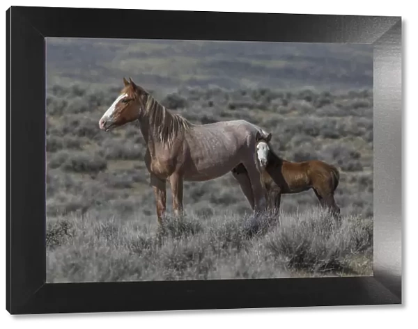 Wild red roan  /  pinto Mustang mare with bald faced foal in Adobe Town Herd Area, Wyoming, USA