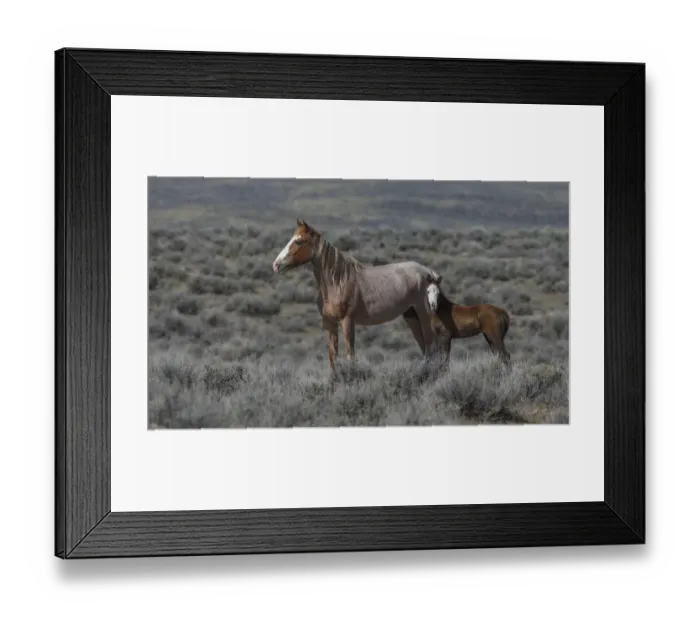 Framed Print : Wild red roan / pinto Mustang mare with bald faced foal in Adobe Town Herd Area, Wyoming, USA Framed Print : Wild red roan / pinto Mustang mare with bald faced foal in Adobe Town Herd Area, Wyoming, USA