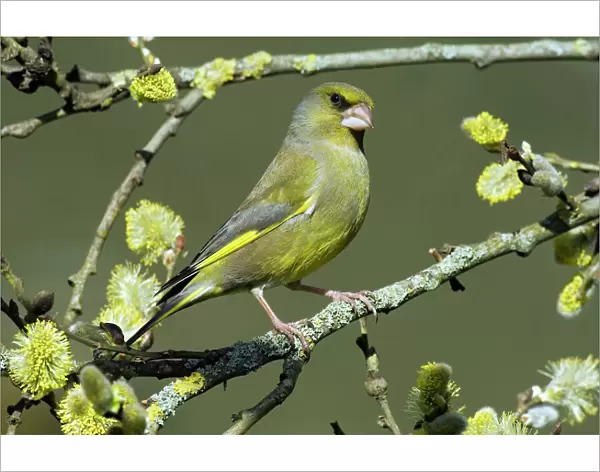 Male Greenfinch (Carduelis chloris) amongst Pussy willow catkins, Hertfordshire, England