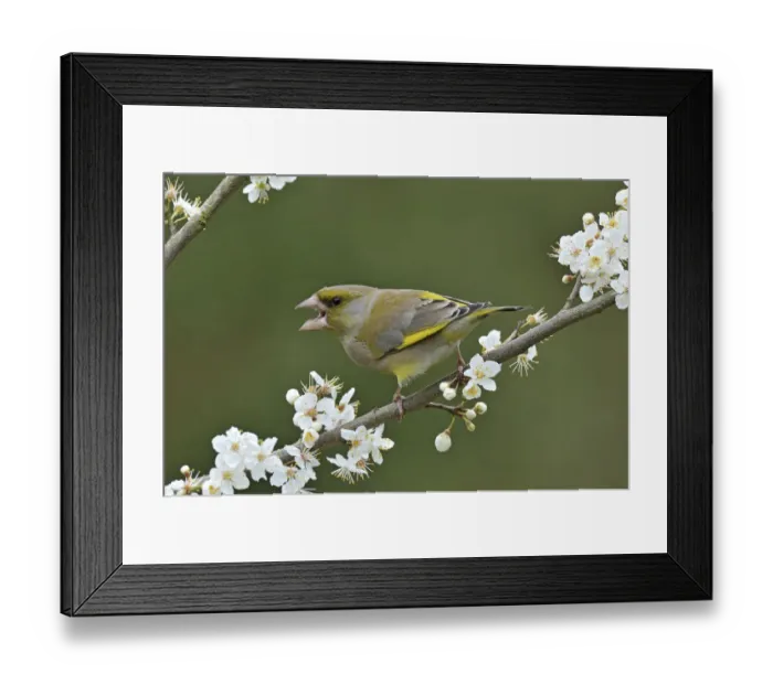 Framed Print : Male Greenfinch (Carduelis chloris) calling amongst Blackthorn blossom, Hertfordshire Framed Print : Male Greenfinch (Carduelis chloris) calling amongst Blackthorn blossom, Hertfordshire