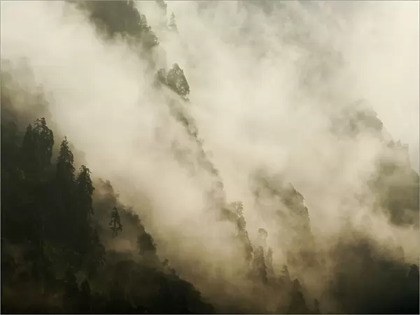 The forests of the Modi Khola river valley shrouded in fog. Annapurna Sanctuary, central Nepal