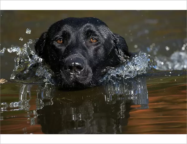 Head close up of Black labrador retriever dog (field type) swimming in pond with autumn reflections