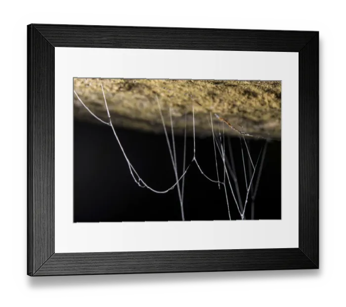 Framed Print : Fungus gnat (Mycetophilidae) larvae, with sticky hanging threads, waiting to ambush Framed Print : Fungus gnat (Mycetophilidae) larvae, with sticky hanging threads, waiting to ambush