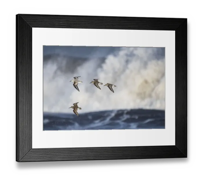Framed Print : Small flock of Dunlin (Calidris alpina) with a Sanderling (Calidris alba) flying Framed Print : Small flock of Dunlin (Calidris alpina) with a Sanderling (Calidris alba) flying