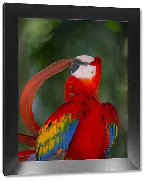 Scarlet Macaw (Ara macao) preening tail feather, Pantanal, Brazil