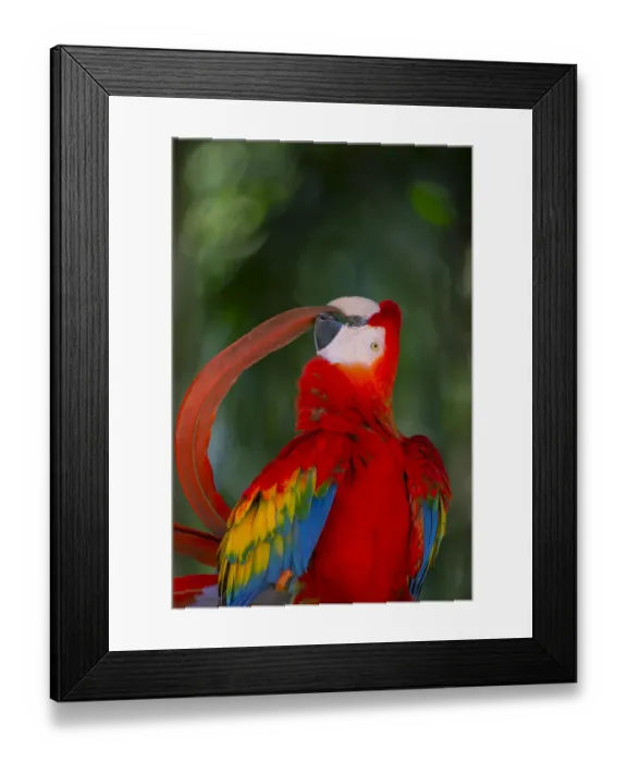 Framed Print : Scarlet Macaw (Ara macao) preening tail feather, Pantanal, Brazil Framed Print : Scarlet Macaw (Ara macao) preening tail feather, Pantanal, Brazil