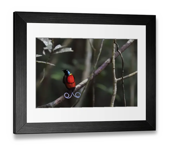 Framed Print : Wilsons bird-of-paradise (Cicinnurus respublica), Waigeo, Raja Ampat, Western Papua Framed Print : Wilsons bird-of-paradise (Cicinnurus respublica), Waigeo, Raja Ampat, Western Papua