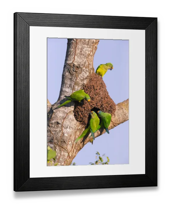 Framed Print : Peach-fronted parakeets (Aratinga aurea) at the nesthole in termite mount, Pantanal, Brazil