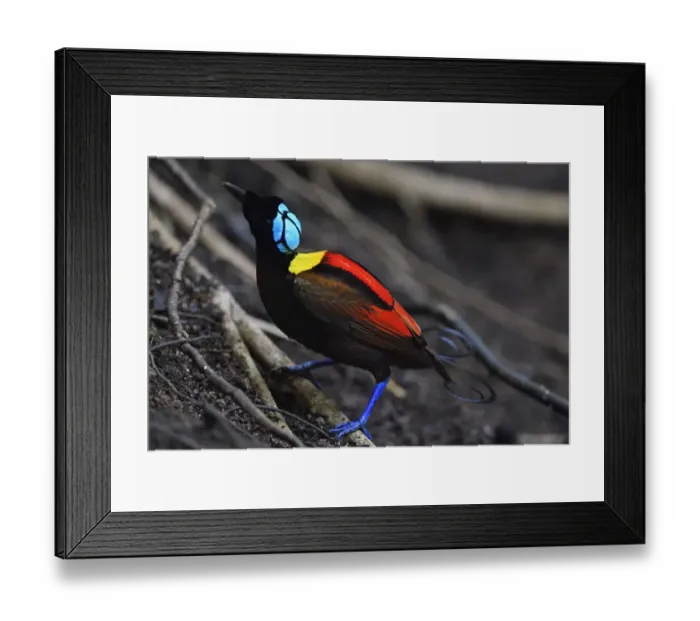 Framed Print : Wilsons bird-of-paradise (Cicinnurus respublica), Waigeo, Raja Ampat, Western Papua Framed Print : Wilsons bird-of-paradise (Cicinnurus respublica), Waigeo, Raja Ampat, Western Papua