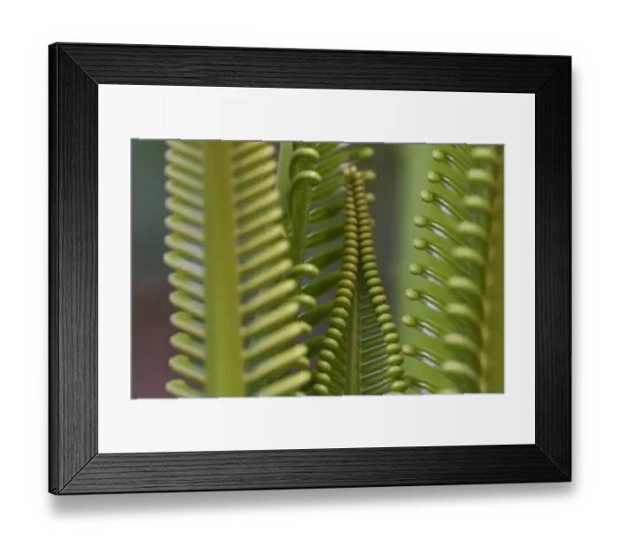 Framed Print : Cycad palm leaves, Raja Ampat, Western Papua, Indonesian New Guinea Framed Print : Cycad palm leaves, Raja Ampat, Western Papua, Indonesian New Guinea