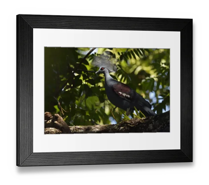 Framed Print : Western crowned pigeon, (Goura cristata), Aiduma Island, Triton Bay, near mainland New Guinea Framed Print : Western crowned pigeon, (Goura cristata), Aiduma Island, Triton Bay, near mainland New Guinea