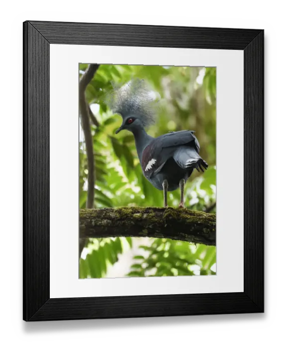 Framed Print : Western crowned pigeon, (Goura cristata), Aiduma Island, Triton Bay, near mainland New Guinea Framed Print : Western crowned pigeon, (Goura cristata), Aiduma Island, Triton Bay, near mainland New Guinea