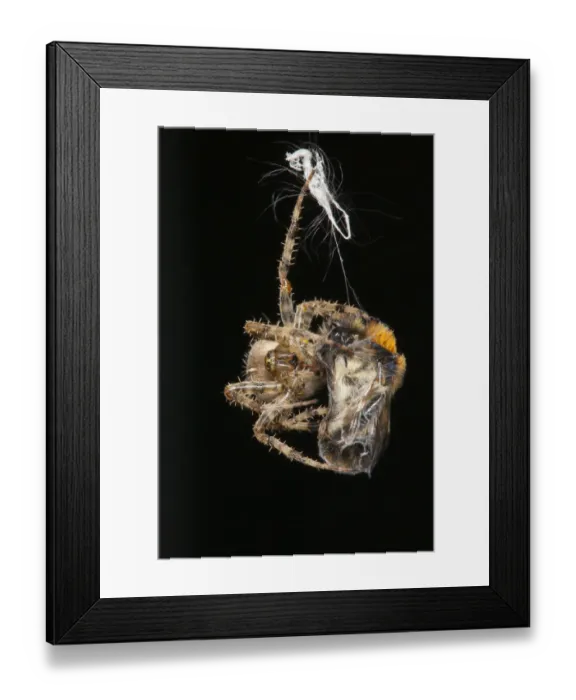 Framed Print : Garden Cross Spider (Araneus diadematus) wrapping its Common Carder Bee (Bombus pascuorum) Framed Print : Garden Cross Spider (Araneus diadematus) wrapping its Common Carder Bee (Bombus pascuorum)