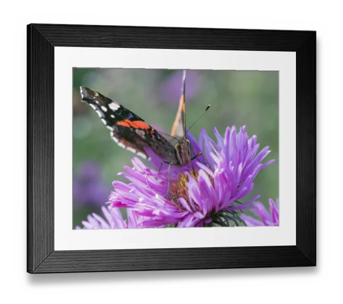Framed Print : RF - Red admiral butterfly (Vanessa atalanta) on Michaelmas daises (Aster amellus) in autumn Framed Print : RF - Red admiral butterfly (Vanessa atalanta) on Michaelmas daises (Aster amellus) in autumn