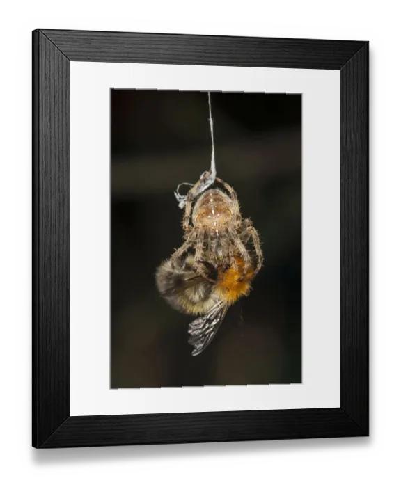 Framed Print : Garden Cross Spider (Araneus diadematus) wrapping its Common Carder Bee (Bombus pascuorum) Framed Print : Garden Cross Spider (Araneus diadematus) wrapping its Common Carder Bee (Bombus pascuorum)