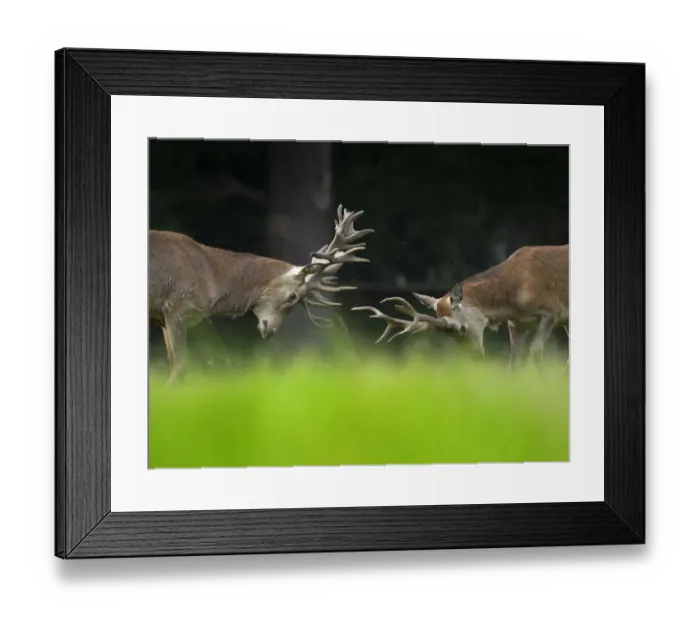 Framed Print : RF - Red deer (Cervus elaphus) stags fighting, Holkham Park, Norfolk, England, UK, September