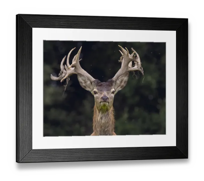Framed Print : RF - Red deer (Cervus elaphus) stag shedding velvet from antlers in autumn, Norfolk Framed Print : RF - Red deer (Cervus elaphus) stag shedding velvet from antlers in autumn, Norfolk