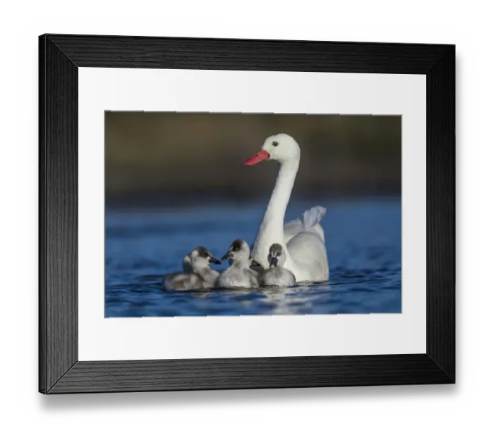 Framed Print : RF - Coscoroba swan, (Coscoroba coscoroba) adult with chicks, La Pampa, Argentina Framed Print : RF - Coscoroba swan, (Coscoroba coscoroba) adult with chicks, La Pampa, Argentina